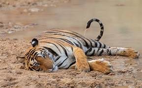 Satpura Wildlife Tour